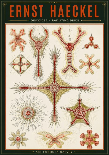 Ernst Haeckel Discoidea – Radiating Discs No2 - Poszter