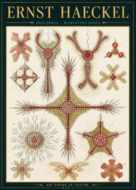 Ernst Haeckel Discoidea – Radiating Discs No4 - Poszter