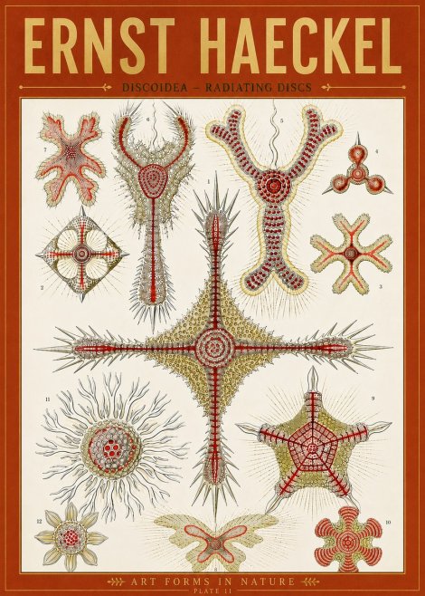 Ernst Haeckel Discoidea – Radiating Discs No5 - Poszter