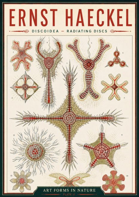 Ernst Haeckel Discoidea – Radiating Discs No6 - Poszter