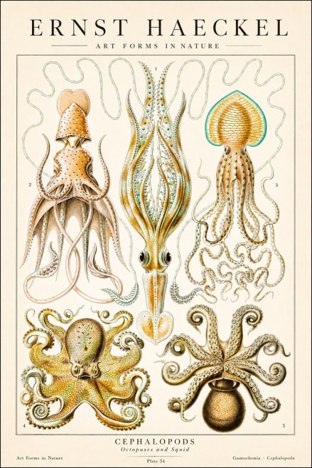 Ernst Haeckel Cephalopods Octopuses and Squid No1 - Poszter