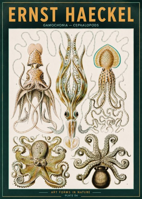 Ernst Haeckel Cephalopods Octopuses and Squid No3 - Poszter