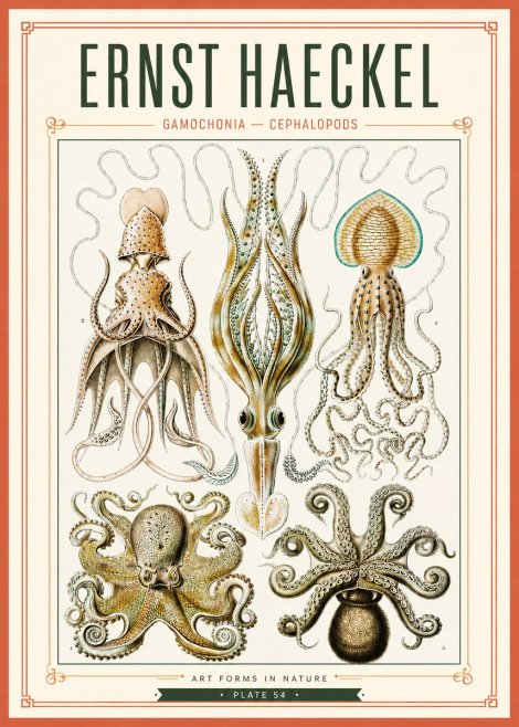 Ernst Haeckel Cephalopods Octopuses and Squid No4 - Poszter