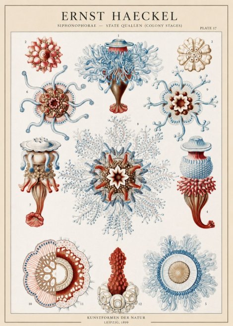 Ernst Haeckel Siphonophorae - State Quallen (Colony Stages) No1 - Poszter