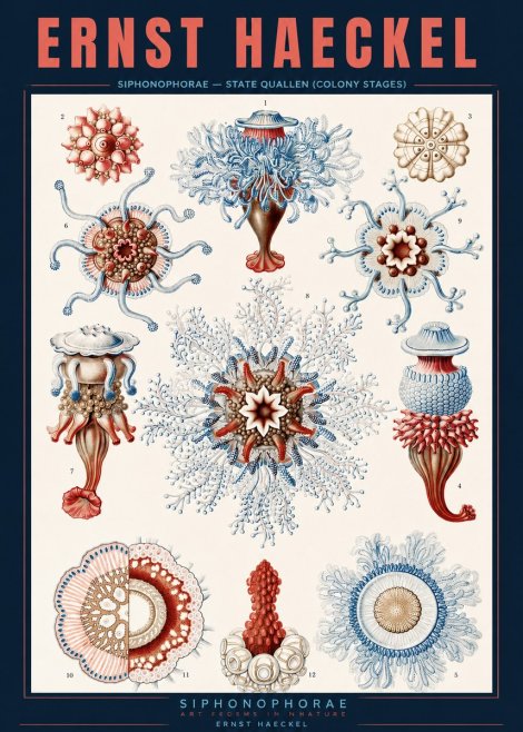 Ernst Haeckel Siphonophorae - State Quallen (Colony Stages) No2 - Poszter