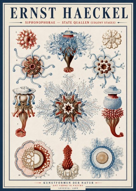Ernst Haeckel Siphonophorae - State Quallen (Colony Stages) No4 - Poszter