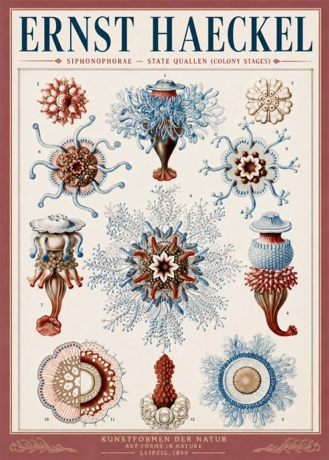 Ernst Haeckel Siphonophorae - State Quallen (Colony Stages) No5 - Poszter