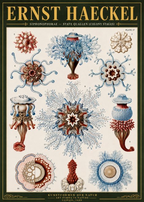 Ernst Haeckel Siphonophorae - State Quallen (Colony Stages) No6 - Poszter