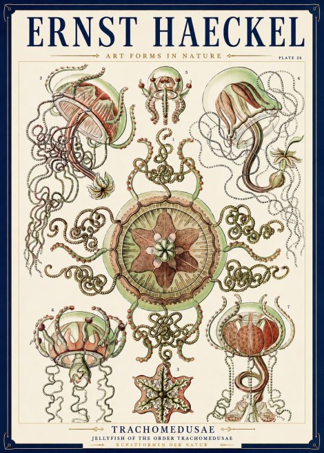 Ernst Haeckel Trachomedusae No3 - Poszter