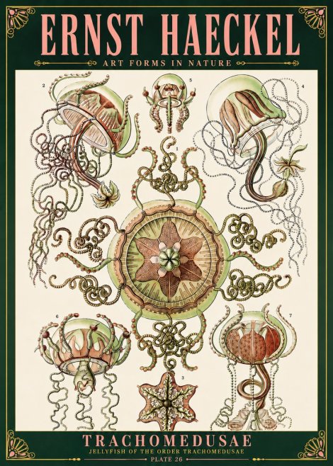 Ernst Haeckel Trachomedusae No6 - Poszter