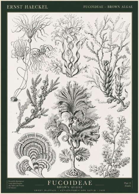 Ernst Haeckel Fucoideae - Brown Algae No1 - Poszter