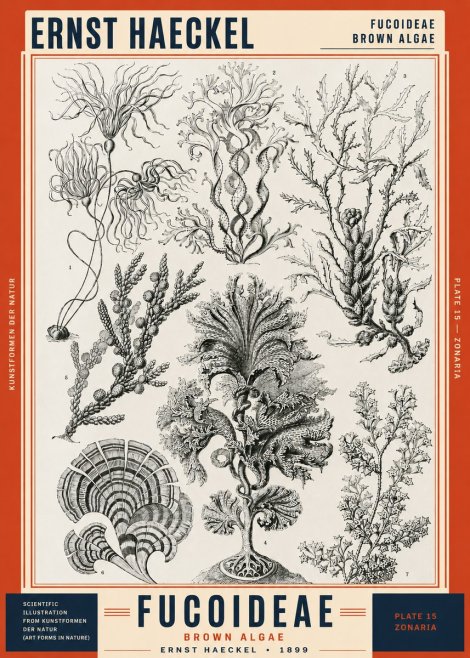 Ernst Haeckel Fucoideae - Brown Algae No2 - Poszter