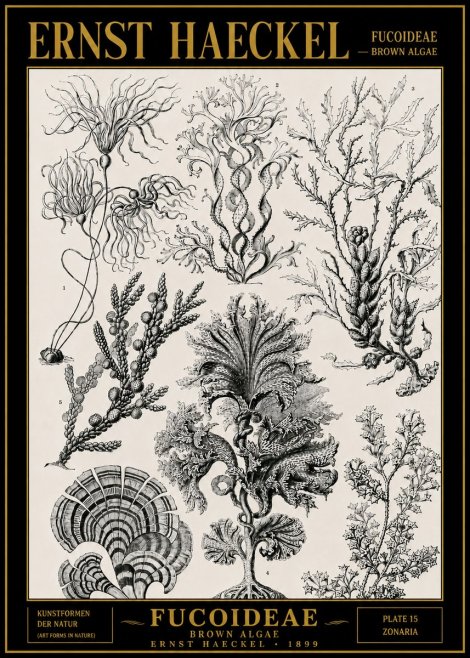 Ernst Haeckel Fucoideae - Brown Algae No4 - Poszter