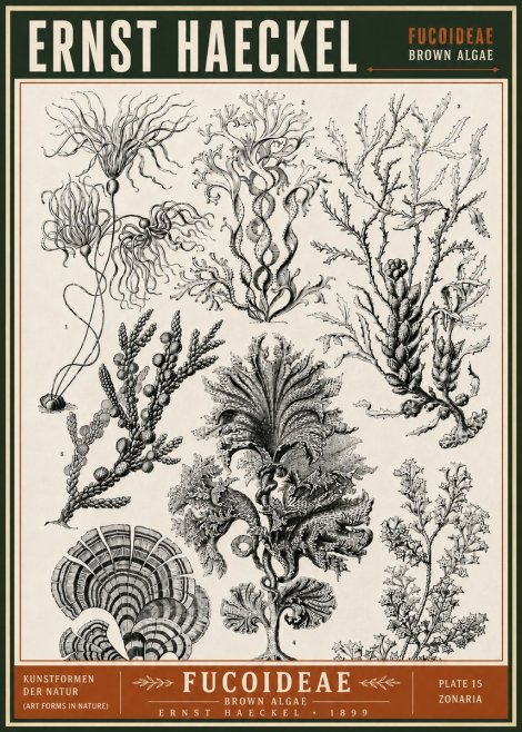 Ernst Haeckel Fucoideae - Brown Algae No6 - Poszter
