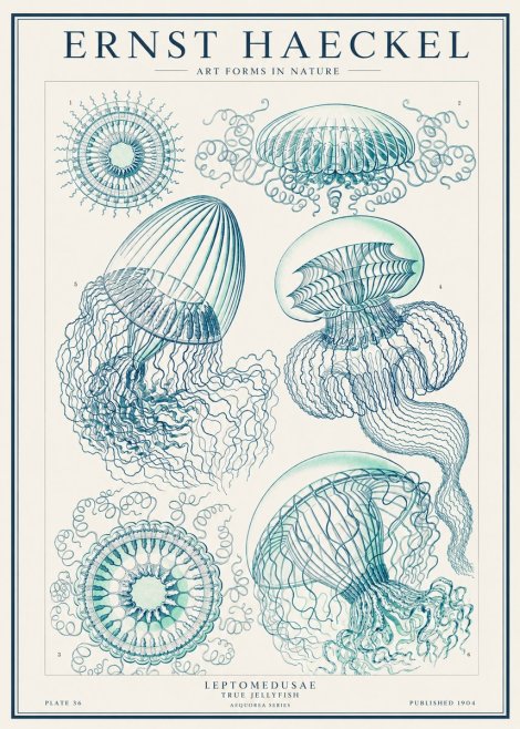 Ernst Haeckel Leptomedusae True Jellyfish No1 - Poszter