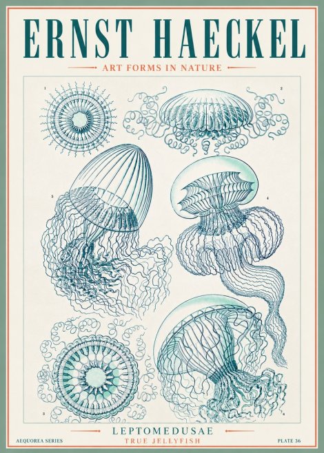 Ernst Haeckel Leptomedusae True Jellyfish No3 - Poszter