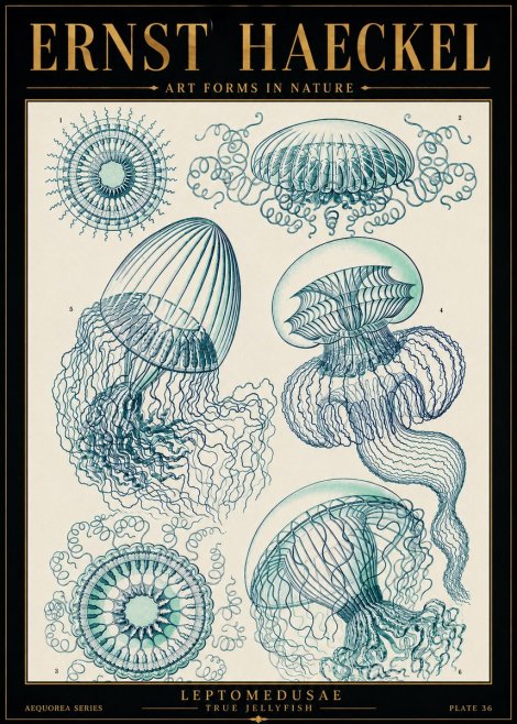 Ernst Haeckel Leptomedusae True Jellyfish No5 - Poszter