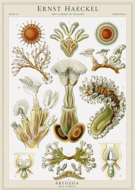 Ernst Haeckel Cristatella No1 - Poszter