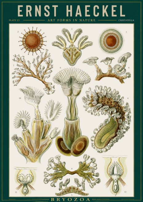 Ernst Haeckel Cristatella No2 - Poszter