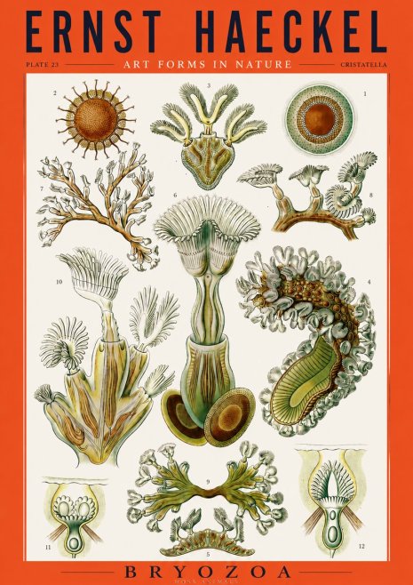 Ernst Haeckel Cristatella No3 - Poszter