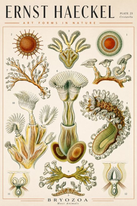 Ernst Haeckel Cristatella No4 - Poszter