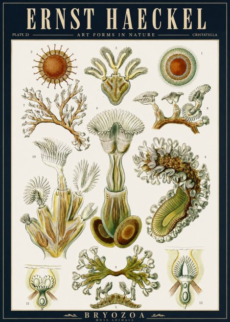 Ernst Haeckel Cristatella No5 - Poszter