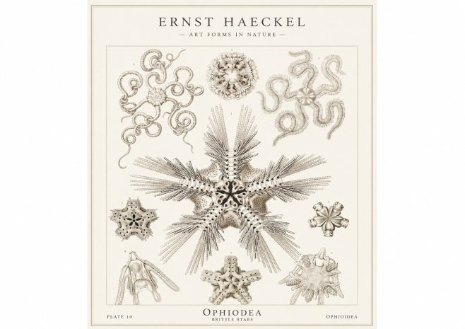 Ernst Haeckel Ophiodea - Brittle Stars I No1 - Poszter