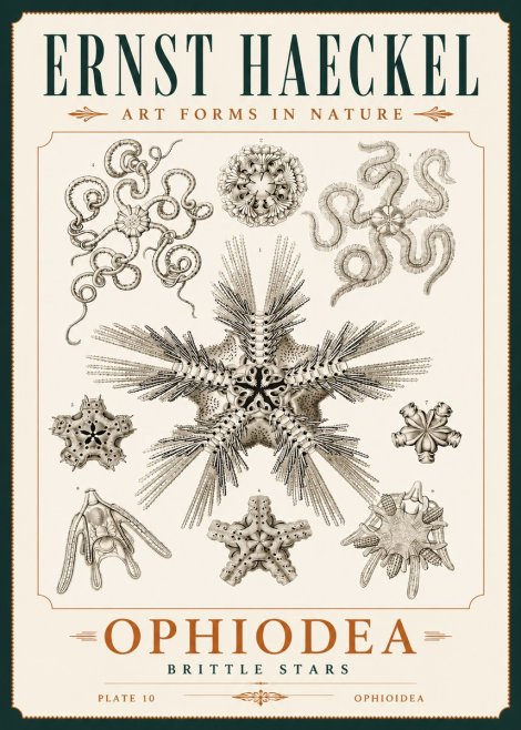 Ernst Haeckel Ophiodea - Brittle Stars I No4 - Poszter