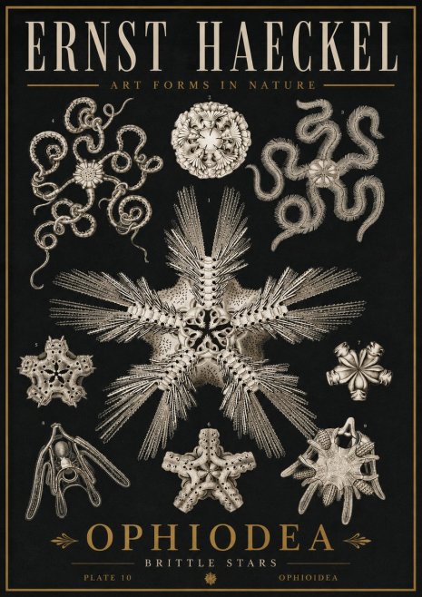 Ernst Haeckel Ophiodea - Brittle Stars I No5 - Poszter