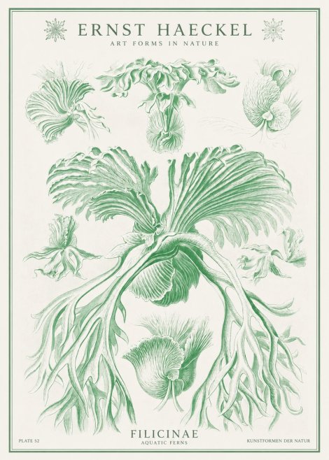 Ernst Haeckel Filicinae No1 - Poszter
