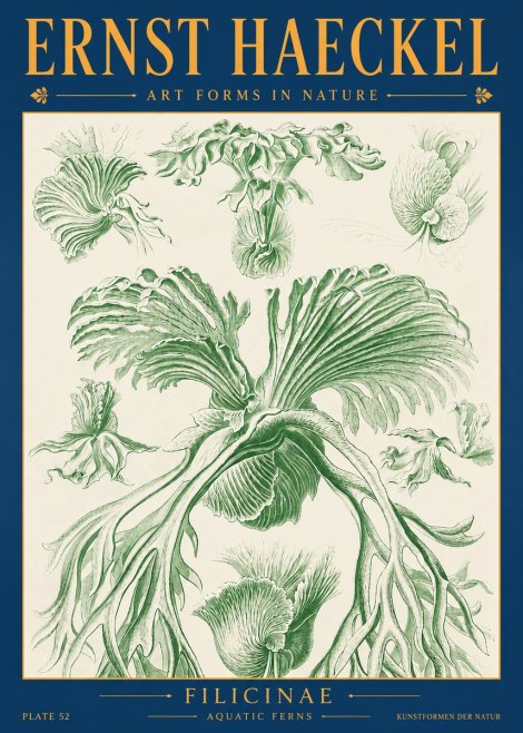 Ernst Haeckel Filicinae No2 - Poszter