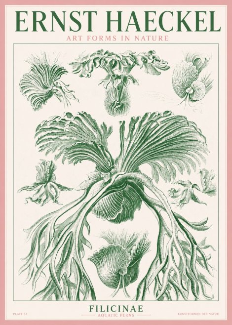 Ernst Haeckel Filicinae No3 - Poszter