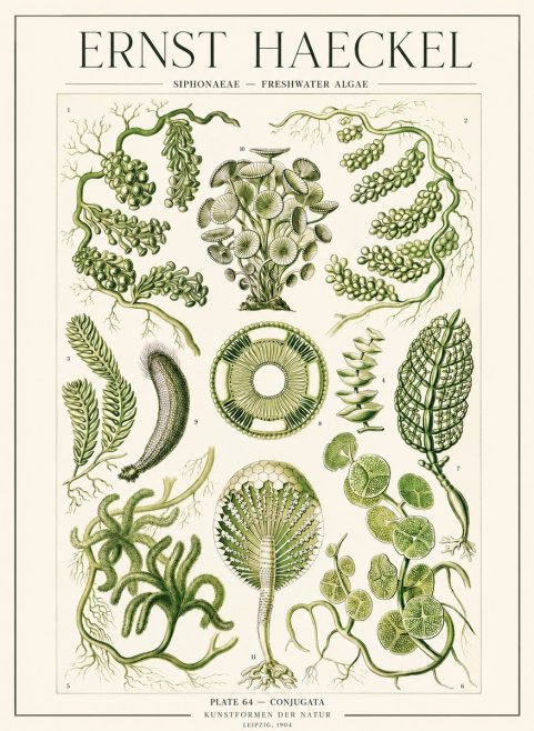 Ernst Haeckel Siphonaceae - Freshwater Algae No1 - Poszter