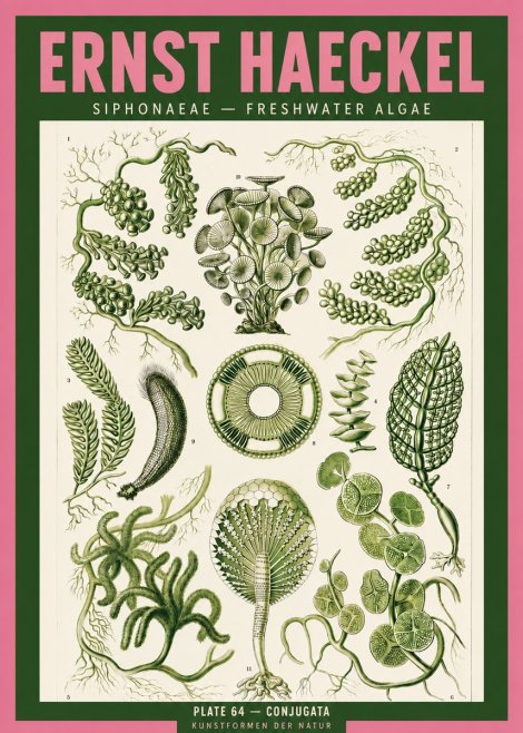 Ernst Haeckel Siphonaceae - Freshwater Algae No2 - Poszter