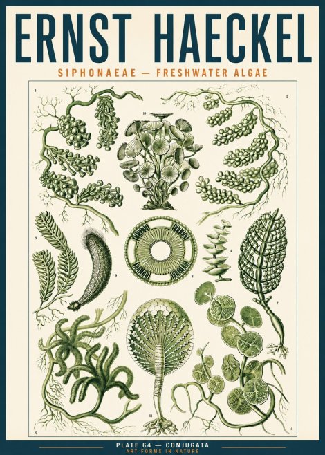 Ernst Haeckel Siphonaceae - Freshwater Algae No3 - Poszter