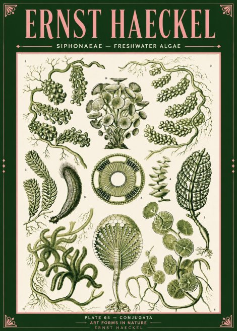 Ernst Haeckel Siphonaceae - Freshwater Algae No4 - Poszter