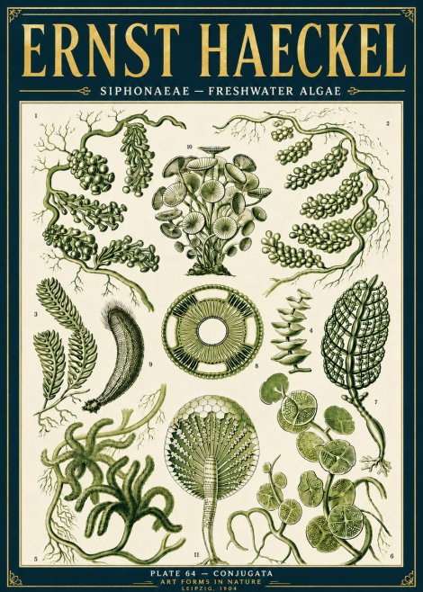 Ernst Haeckel Siphonaceae - Freshwater Algae No6 - Poszter