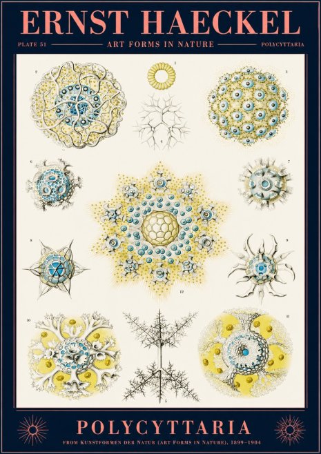 Ernst Haeckel Polycyttaria – Order of Radiolaria No2 - Poszter