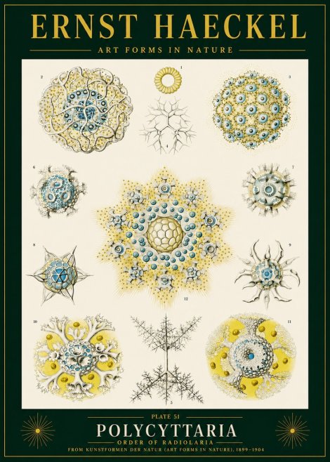 Ernst Haeckel Polycyttaria – Order of Radiolaria No4 - Poszter