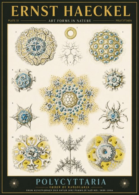 Ernst Haeckel Polycyttaria – Order of Radiolaria No6 - Poszter