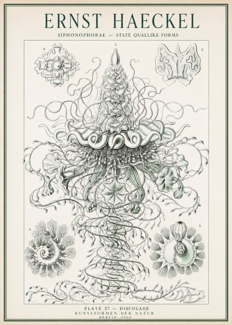 Ernst Haeckel Siphonophorae – State Quallike Forms No1 - Poszter