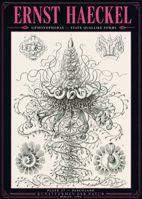 Ernst Haeckel Siphonophorae – State Quallike Forms No3 - Poszter