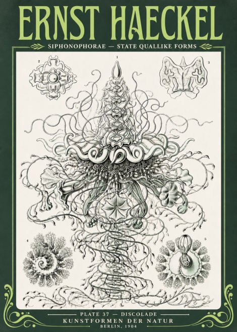 Ernst Haeckel Siphonophorae – State Quallike Forms No4 - Poszter