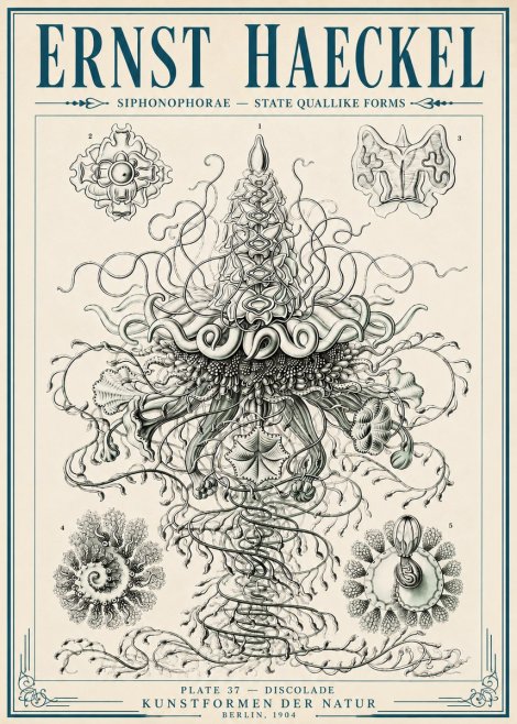 Ernst Haeckel Siphonophorae – State Quallike Forms No6 - Poszter