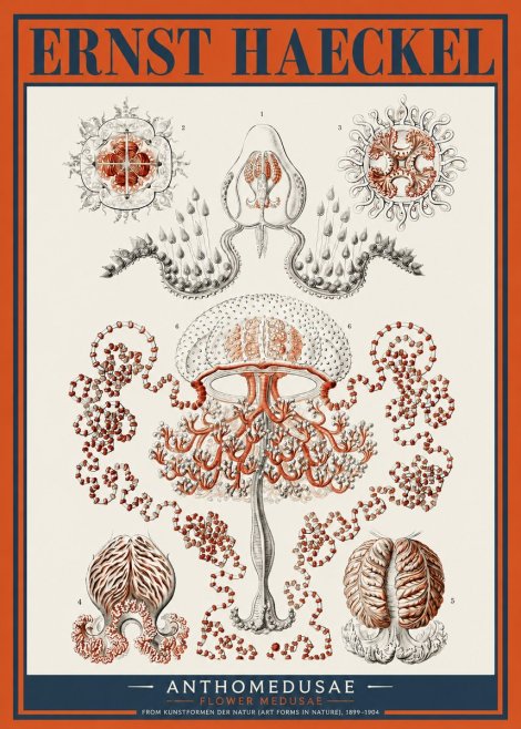 Ernst Haeckel Anthomedusae. Flower Medusae. No2 - Poszter
