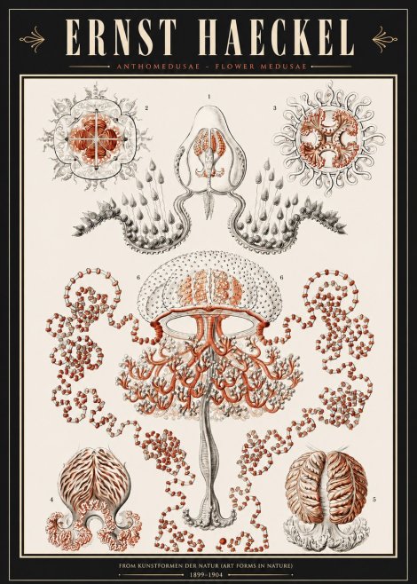 Ernst Haeckel Anthomedusae. Flower Medusae. No3 - Poszter