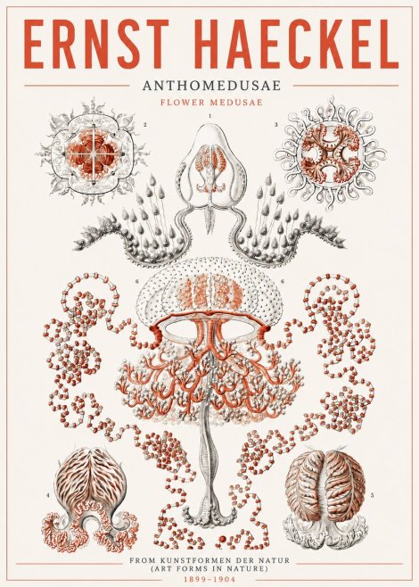 Ernst Haeckel Anthomedusae. Flower Medusae. No5 - Poszter