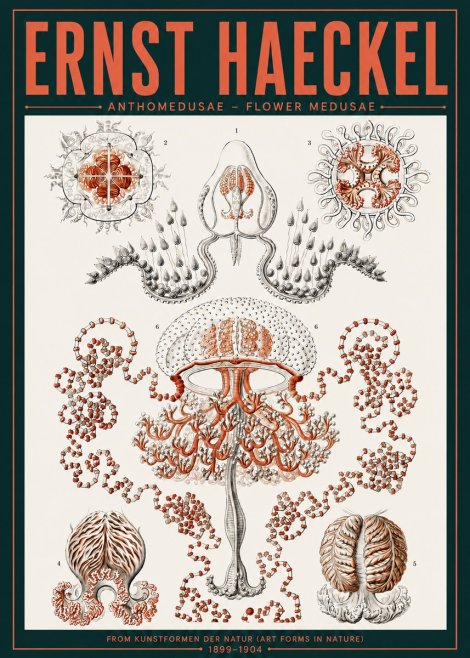 Ernst Haeckel Anthomedusae. Flower Medusae. No6 - Poszter