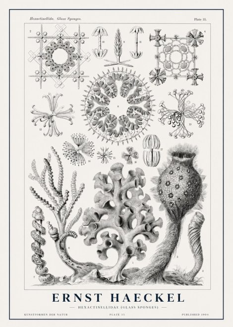 Ernst Haeckel Hexactinellida. Glass Sponges. No1 - Poszter