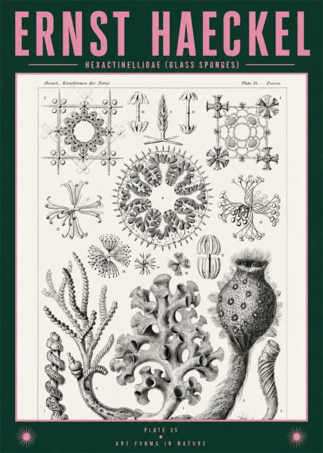 Ernst Haeckel Hexactinellida. Glass Sponges. No2 - Poszter